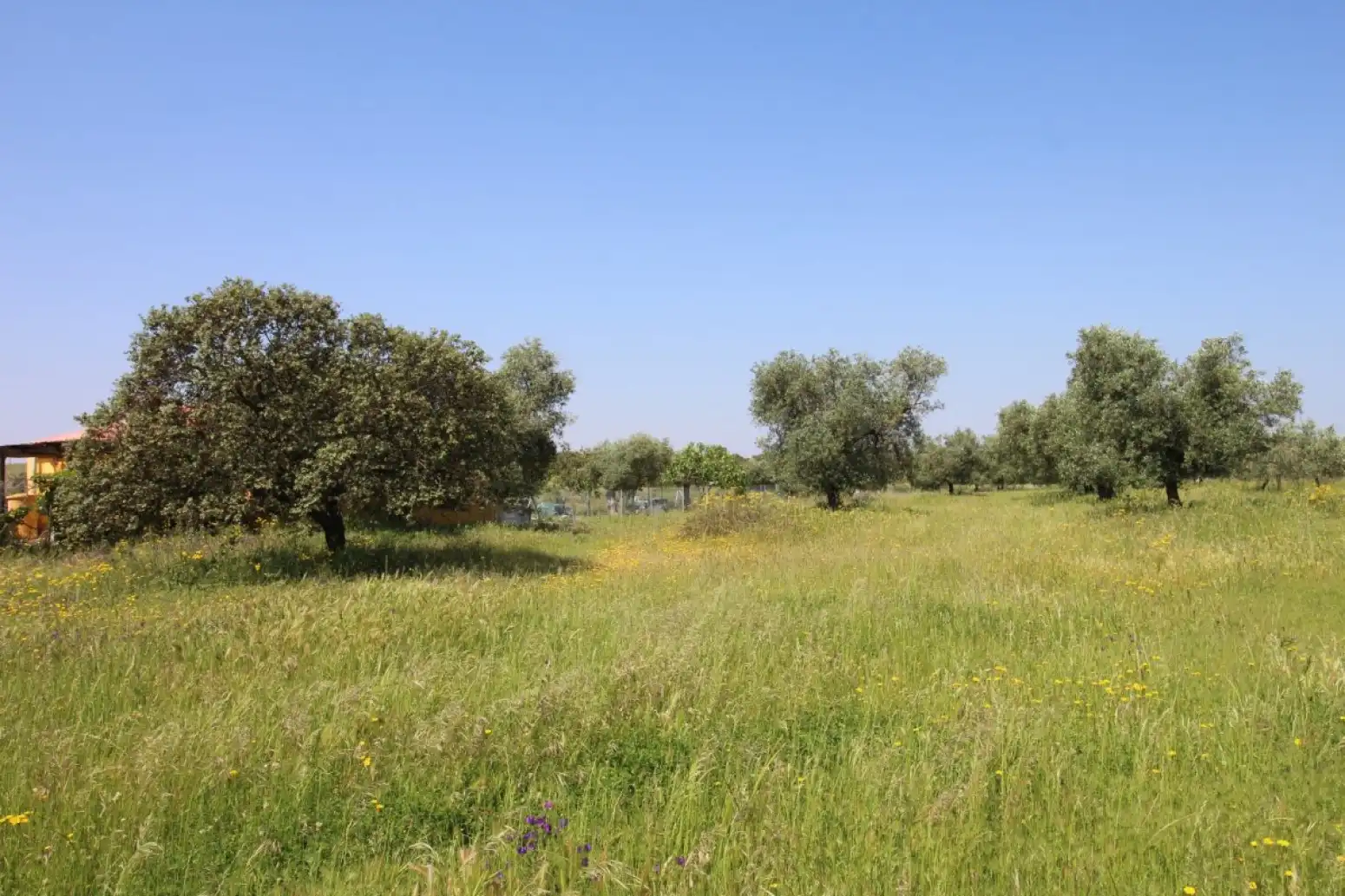 Land for sale in Esparragalejo
