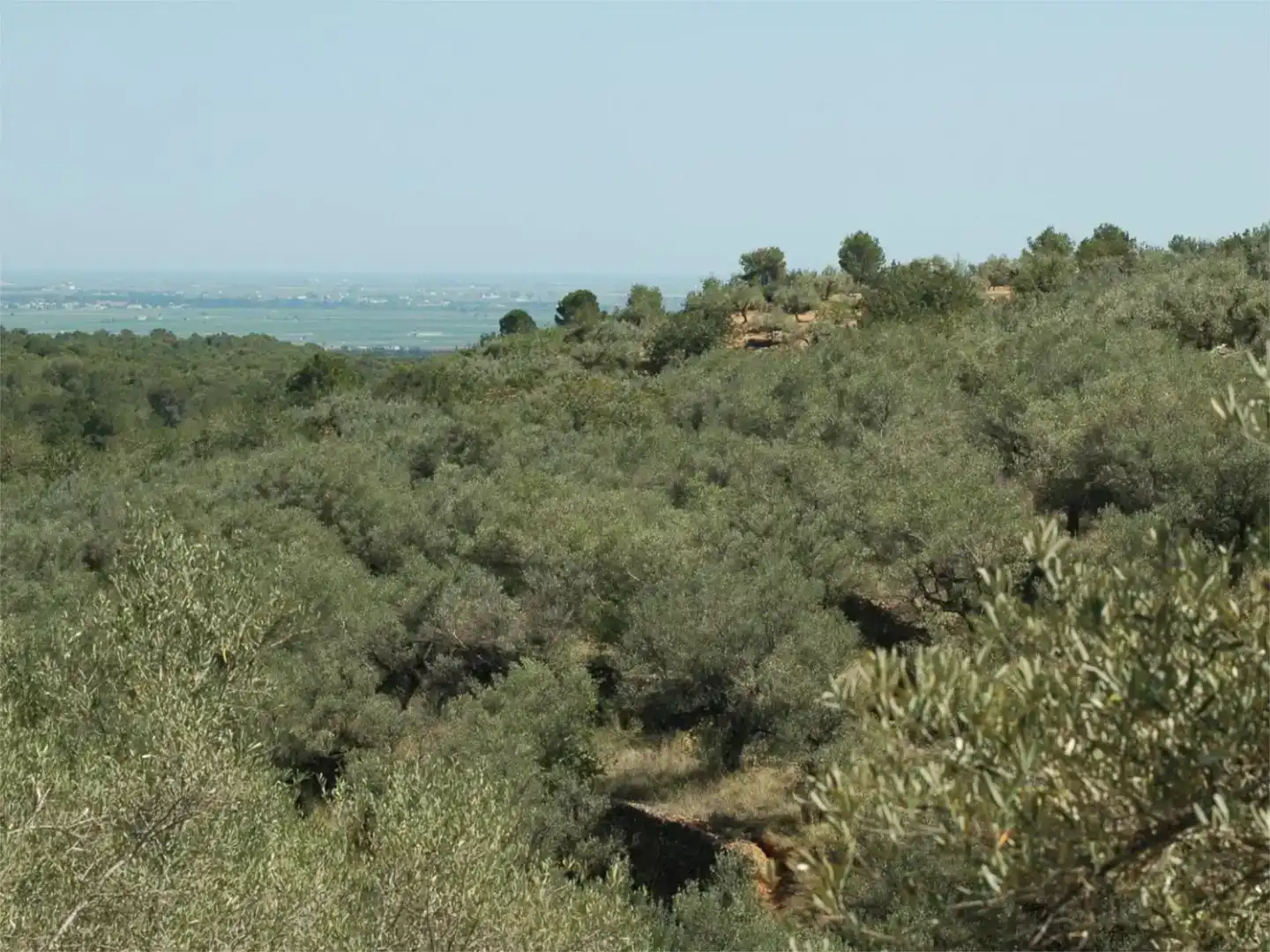 Finca rústica en venda en Camarles