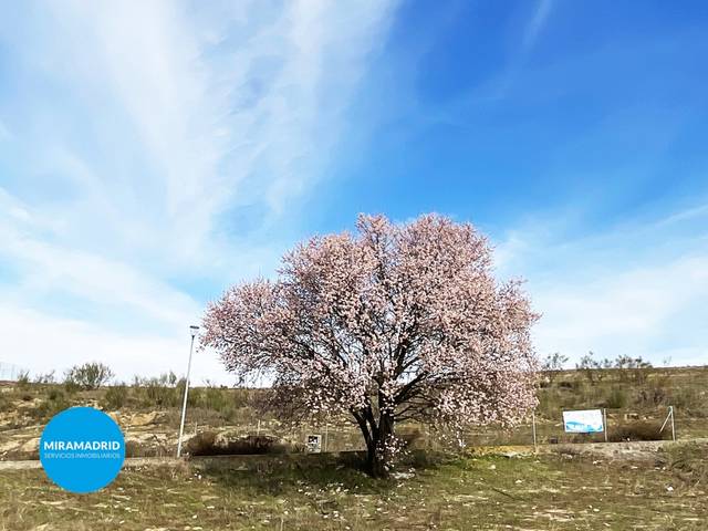 Terreno residencial en Venta en Calle Flor De Lis en Altos de Jarama