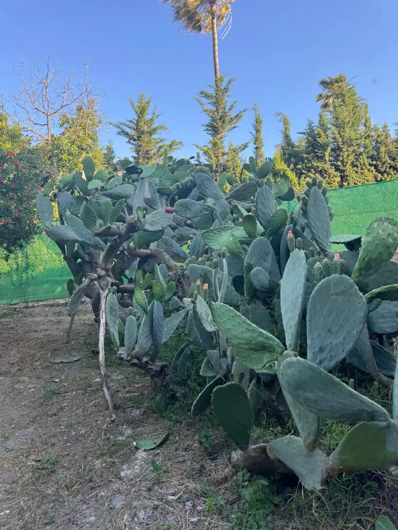 Jardín de Casa o chalet en venta en Estepona