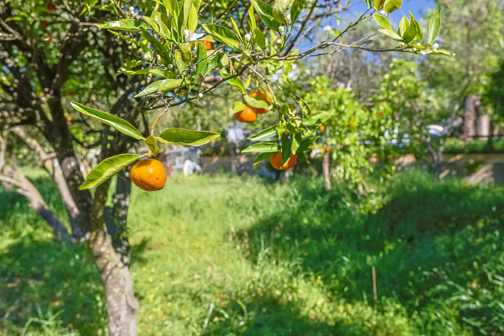 Jardí de Casa o xalet en venda en Sanlúcar la Mayor amb Aire condicionat i Piscina