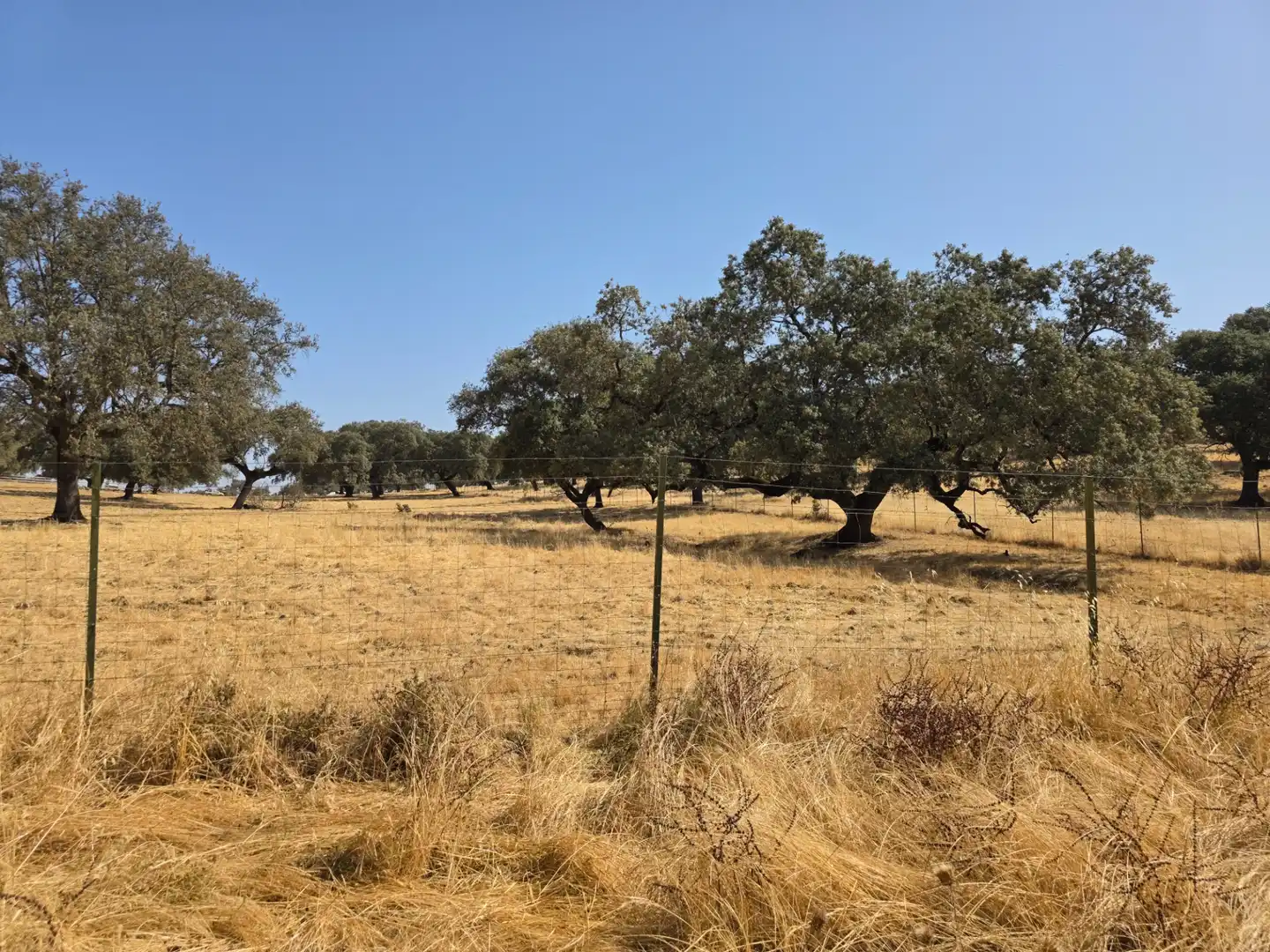 Rural land for sale in Sur, imagen 6