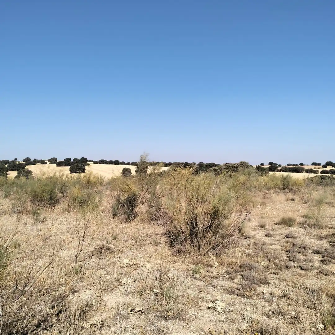 Terreno rustico in vendita a Munera