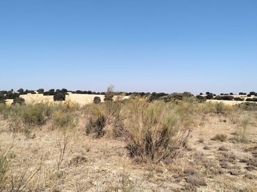 Terreno rustico in vendita a Munera