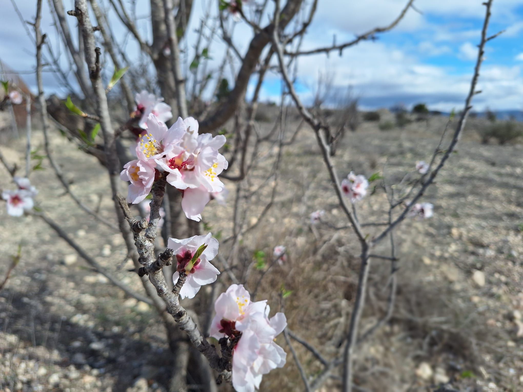 Jardín de Residencial en venta en Salinas