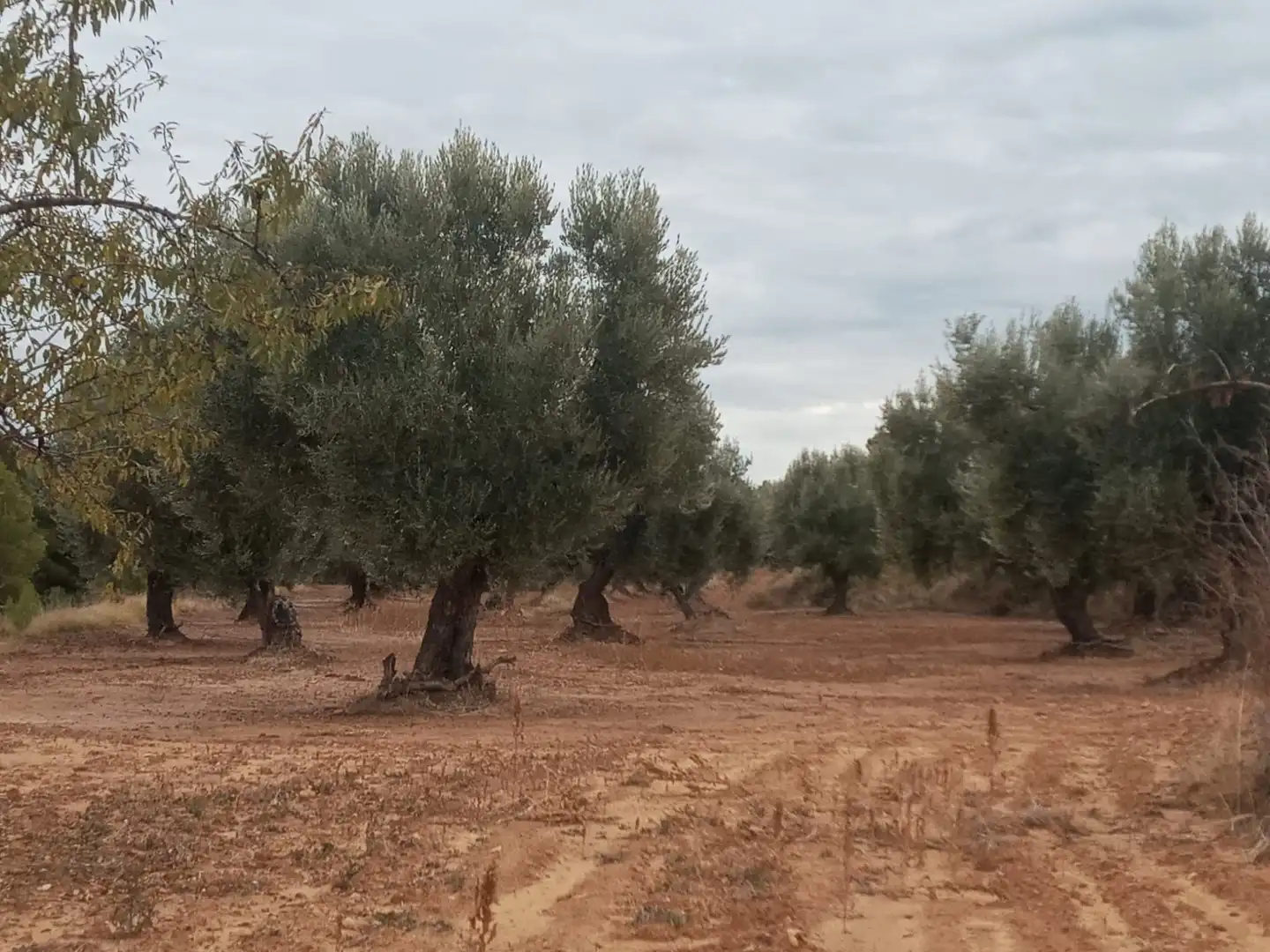 Terreni e lotti in vendita a La Fresneda