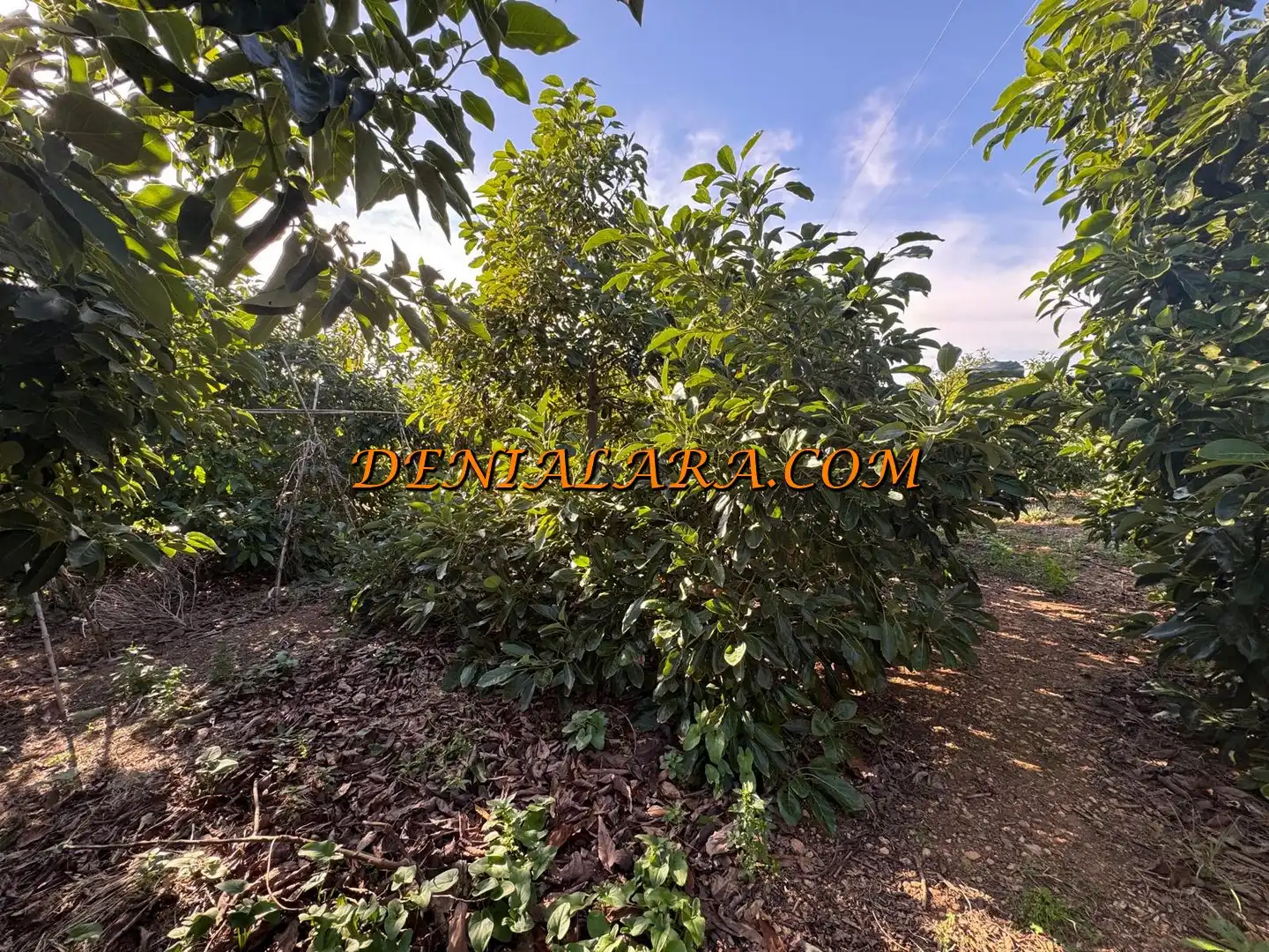 Rural land for sale in Pego, imagen 5