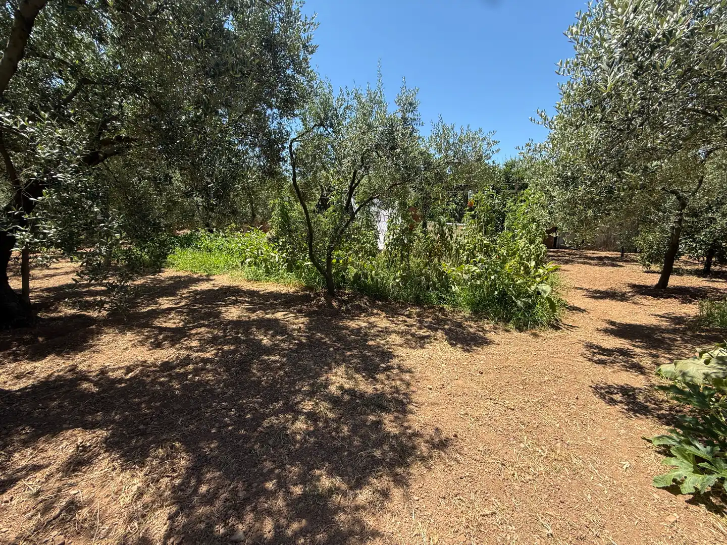 Rustikales Grundstück zum Verkauf in El Camí de Vila-seca 28, imagen 3