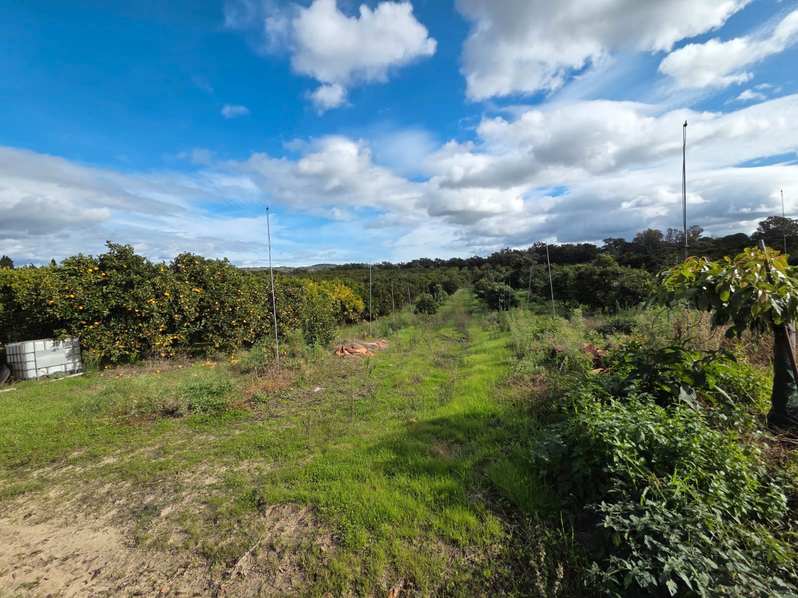 Land for sale in Castellar de la Frontera