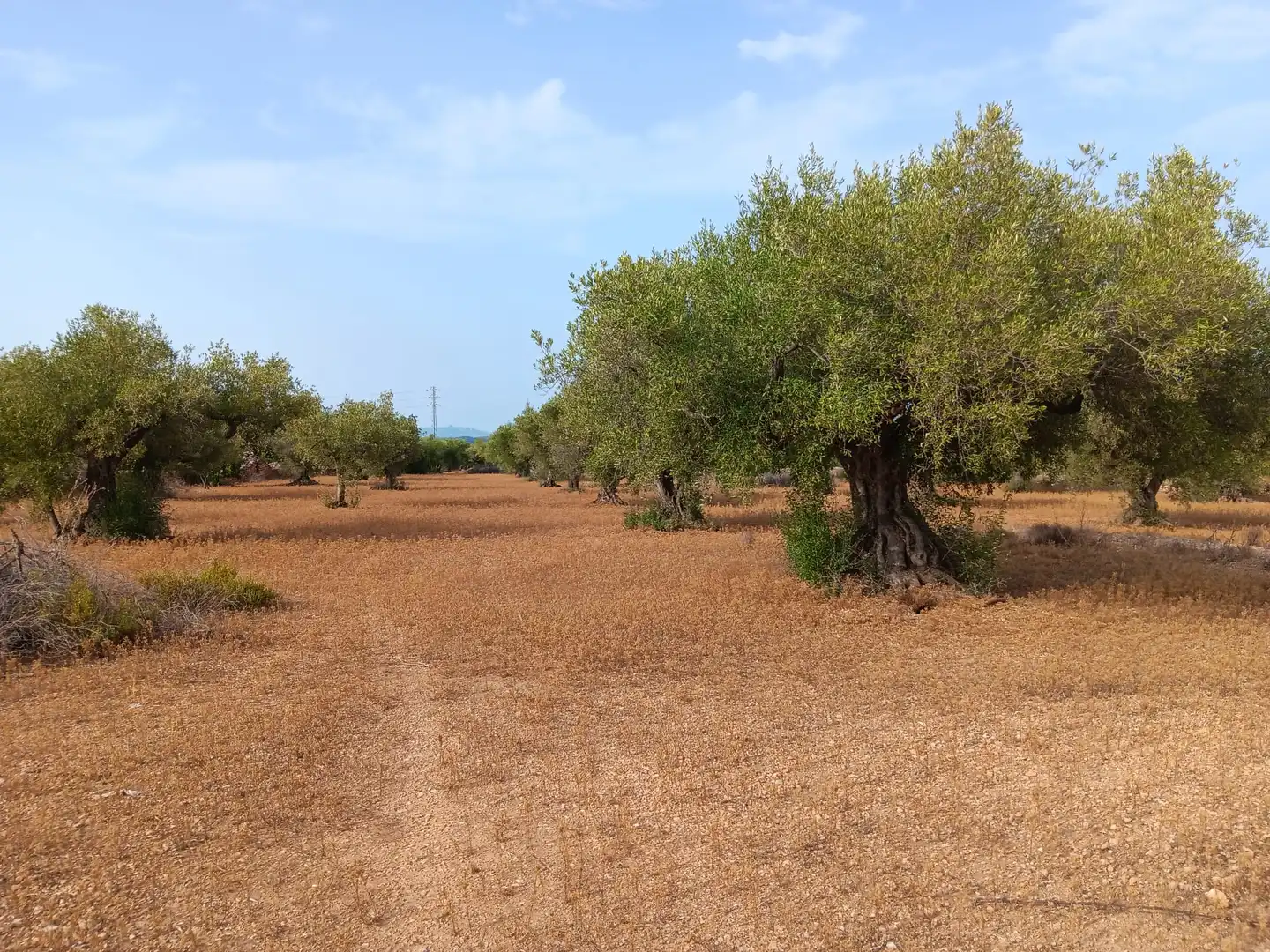 Terrenys i solars en venda a L'Ampolla, imagen 6
