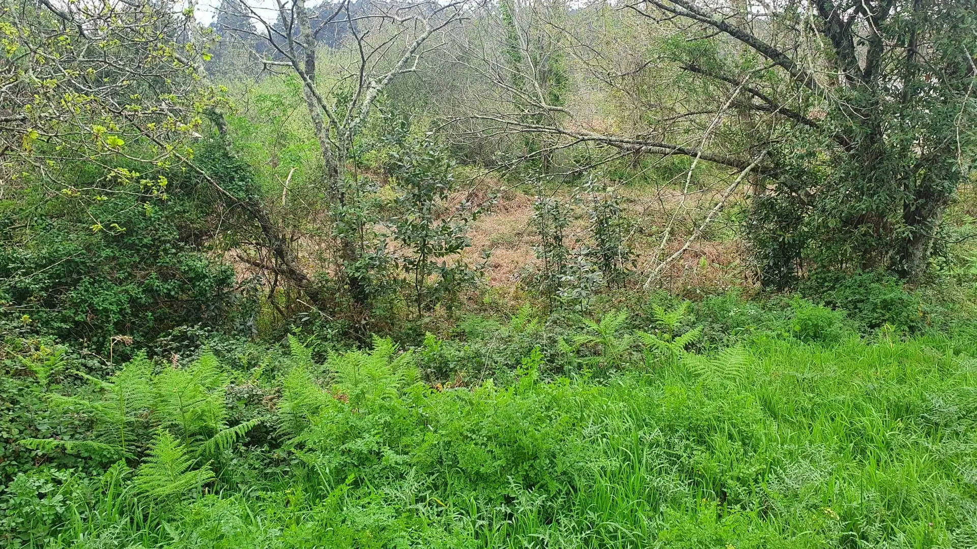 Wohnbaugrundstück zum Verkauf in Vilarmaior, imagen 2