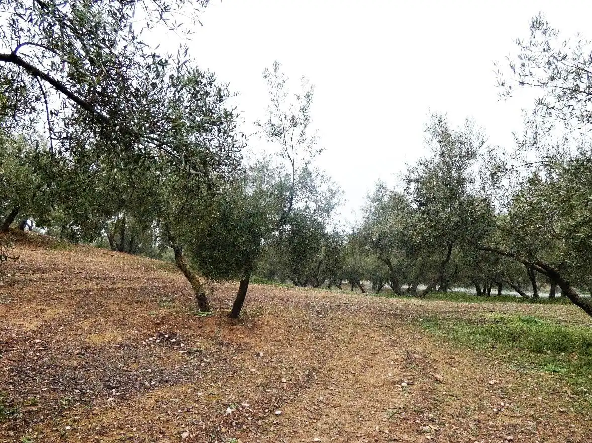 Terrain rustique à vendre à Peligros, imagen 4