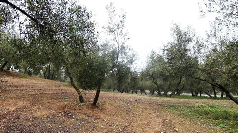 Finca rústica en Peligros  Excelente ubicación y acceso, immagine 4