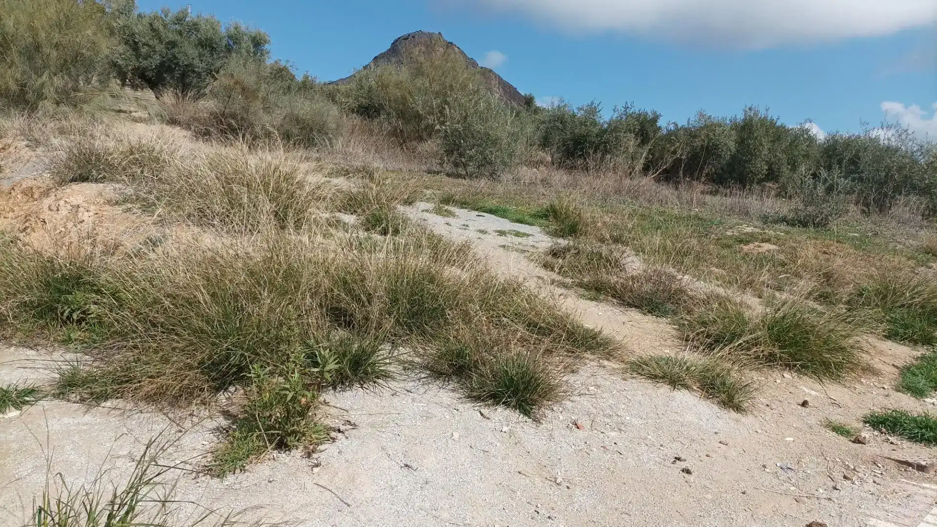 Finca rústica en venta en Atarfe