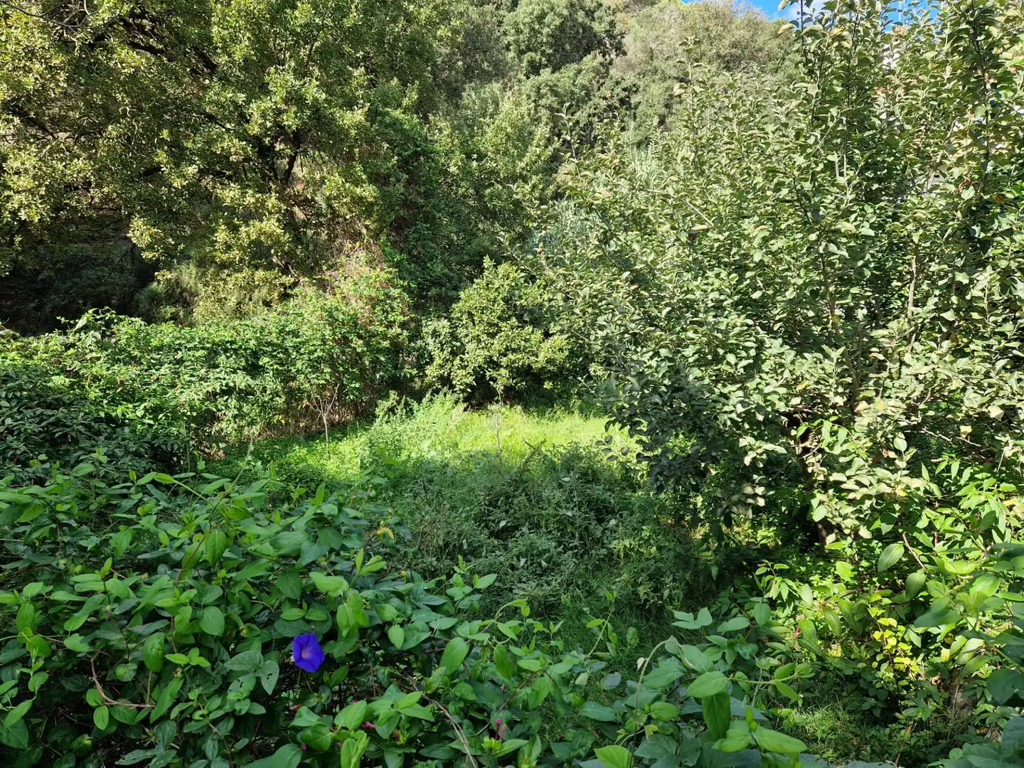 Lands and plots for sale in Can Massuet del Far, imagen 6