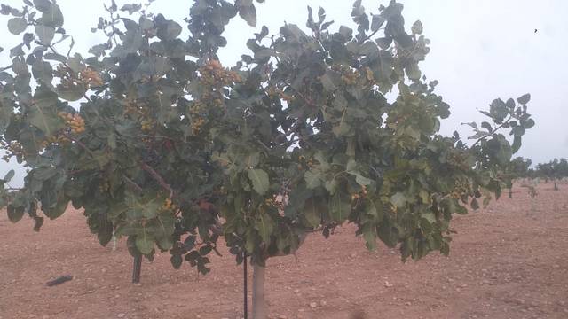 Terreno en Venta en Calle Quintanar de la Orden, 2 en La Reconquista