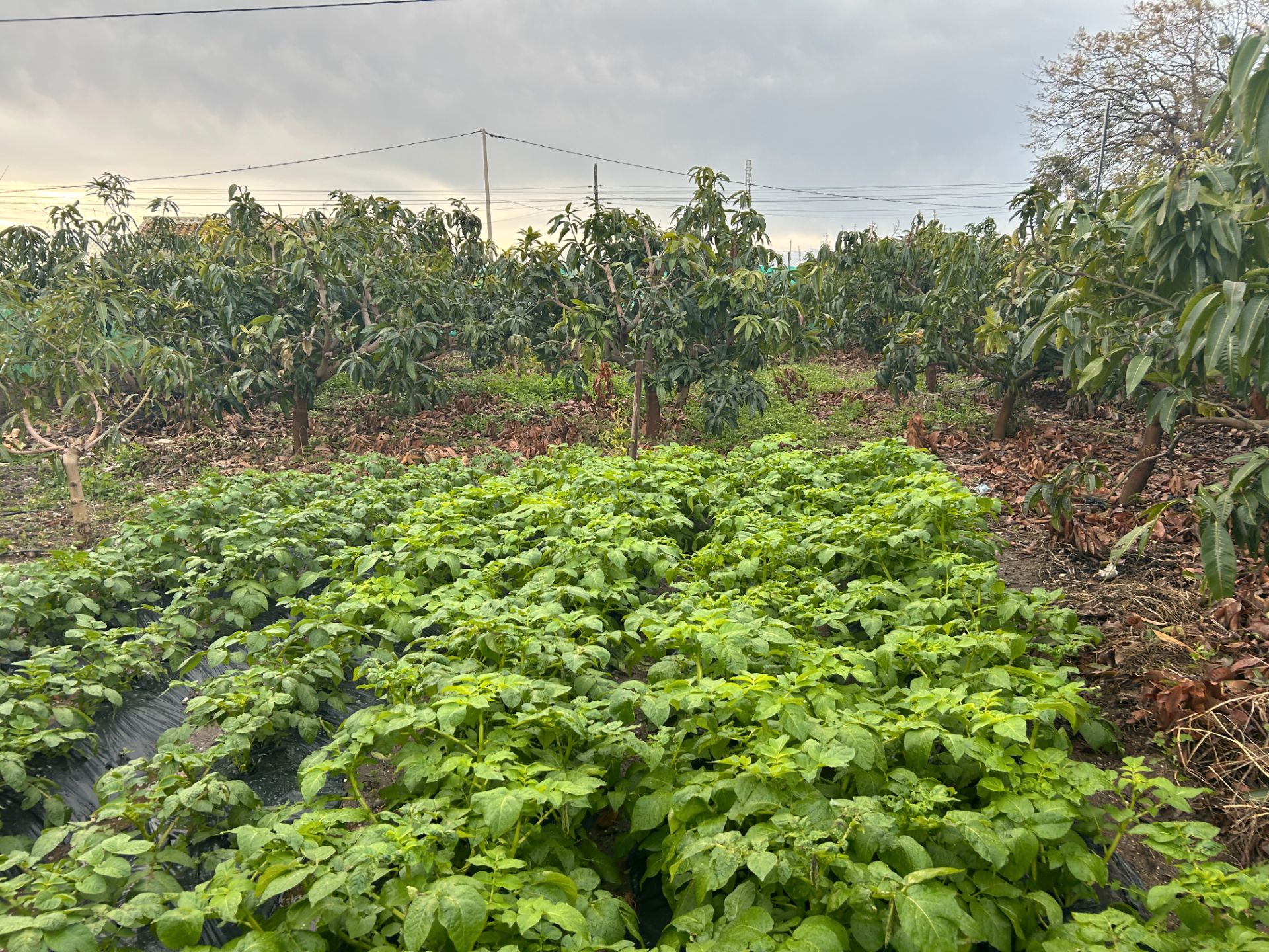 Land for sale in Vélez-Málaga