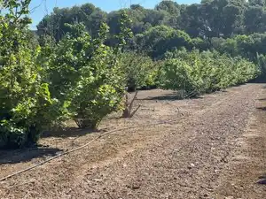 Terreno rustico in vendita a Avinguda de Reus 10
