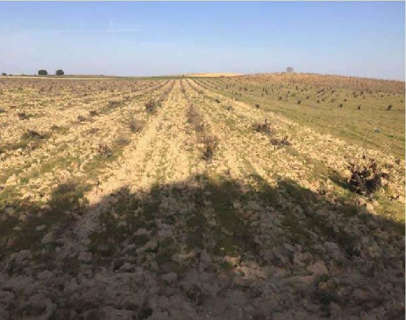 Land for sale in Villanueva de Campeán