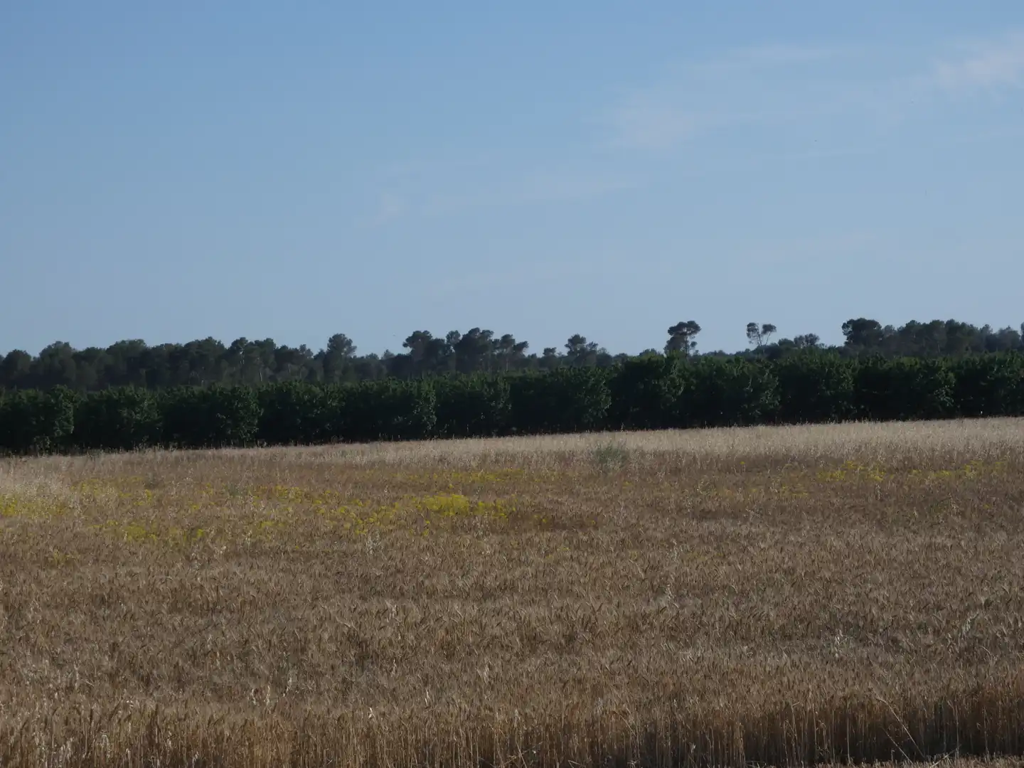 Terreno rustico in vendita a Vilafranca de Bonany, imagen 2