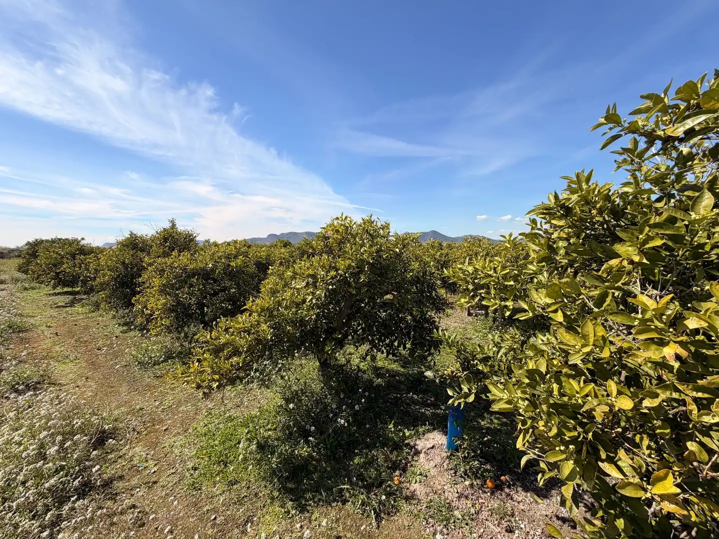 Rural land for sale in Almenara, imagen 8
