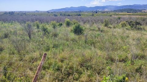 FINCA DE NARANJOS