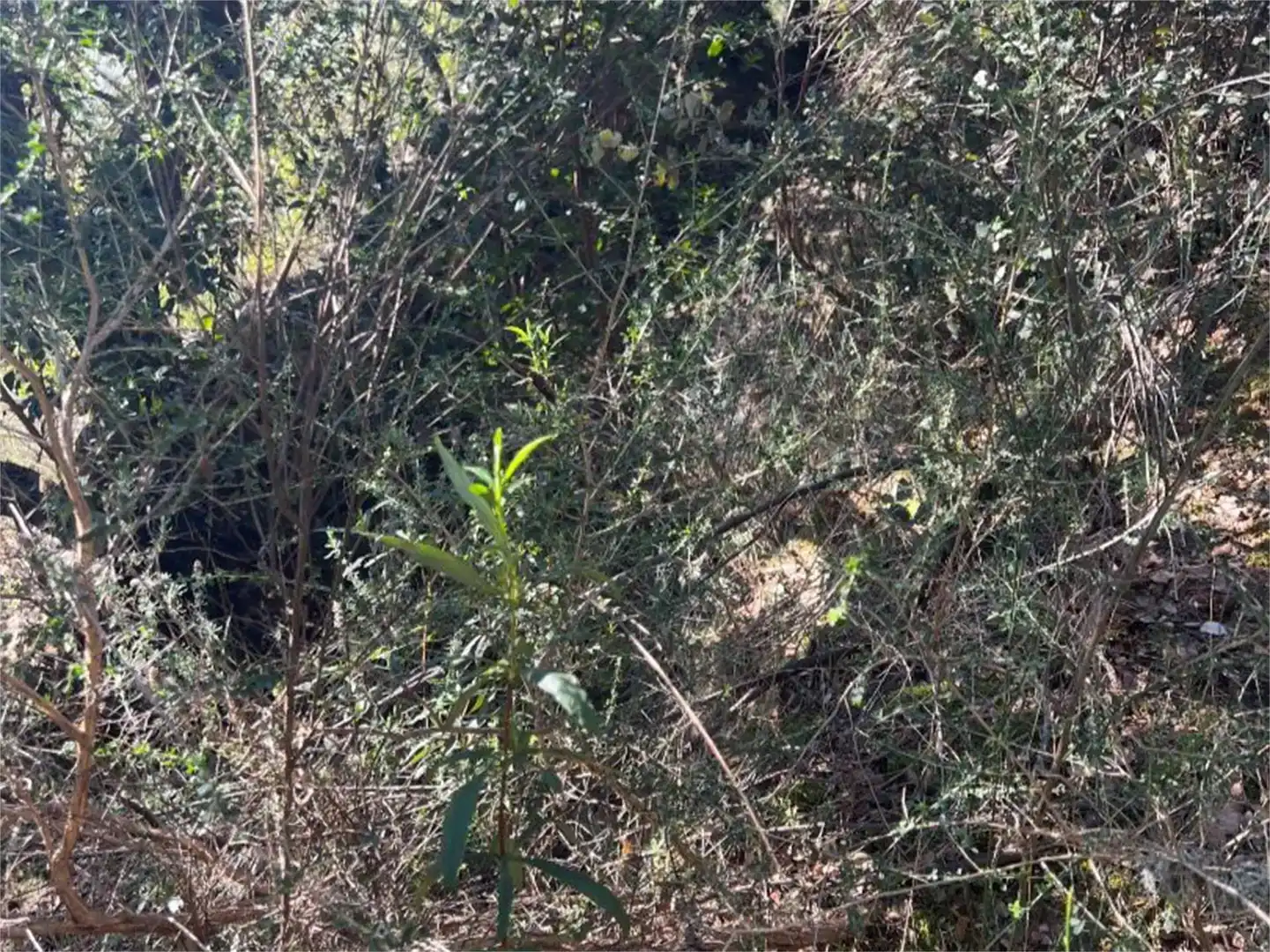 Finca rústica en venta en Castañar de Ibor con Piscina