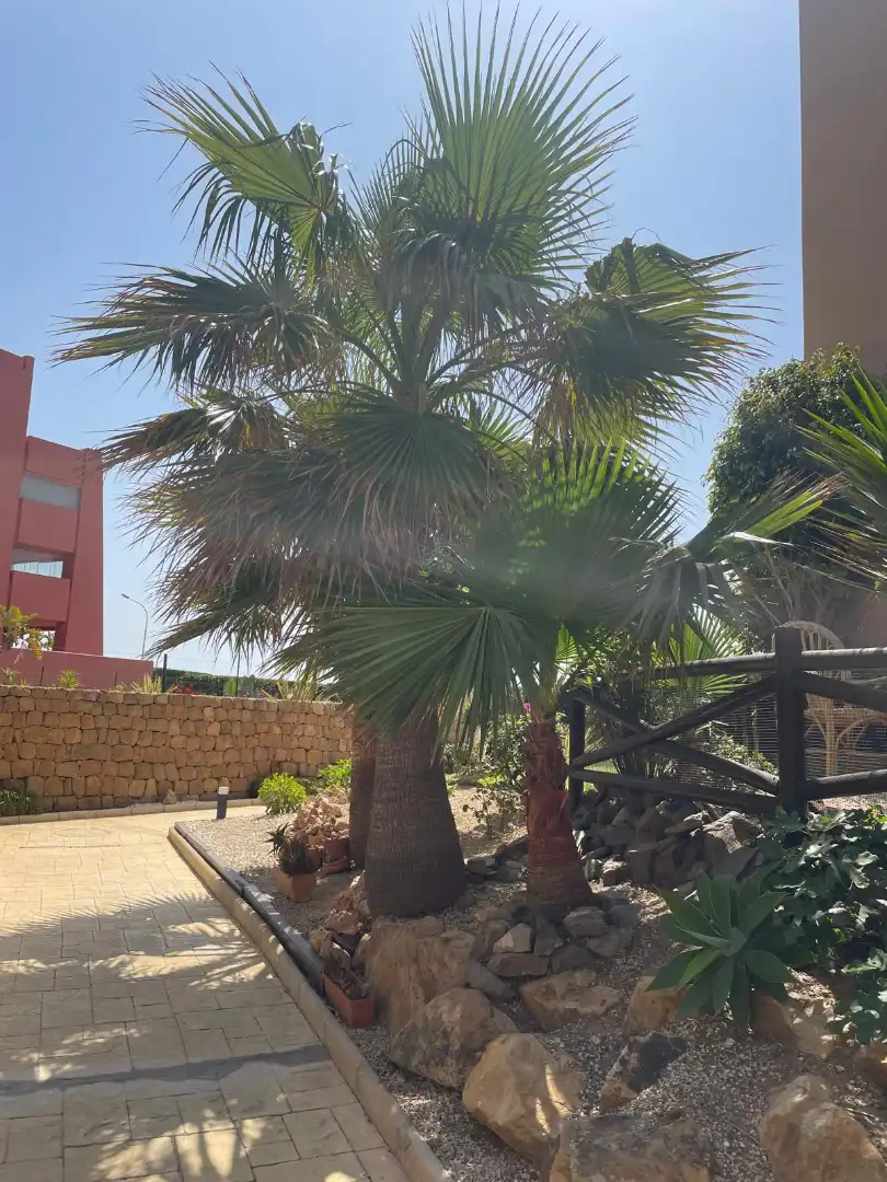 Penthouse mit Terrasse zum Verkauf in El Peñoncillo, imagen 55