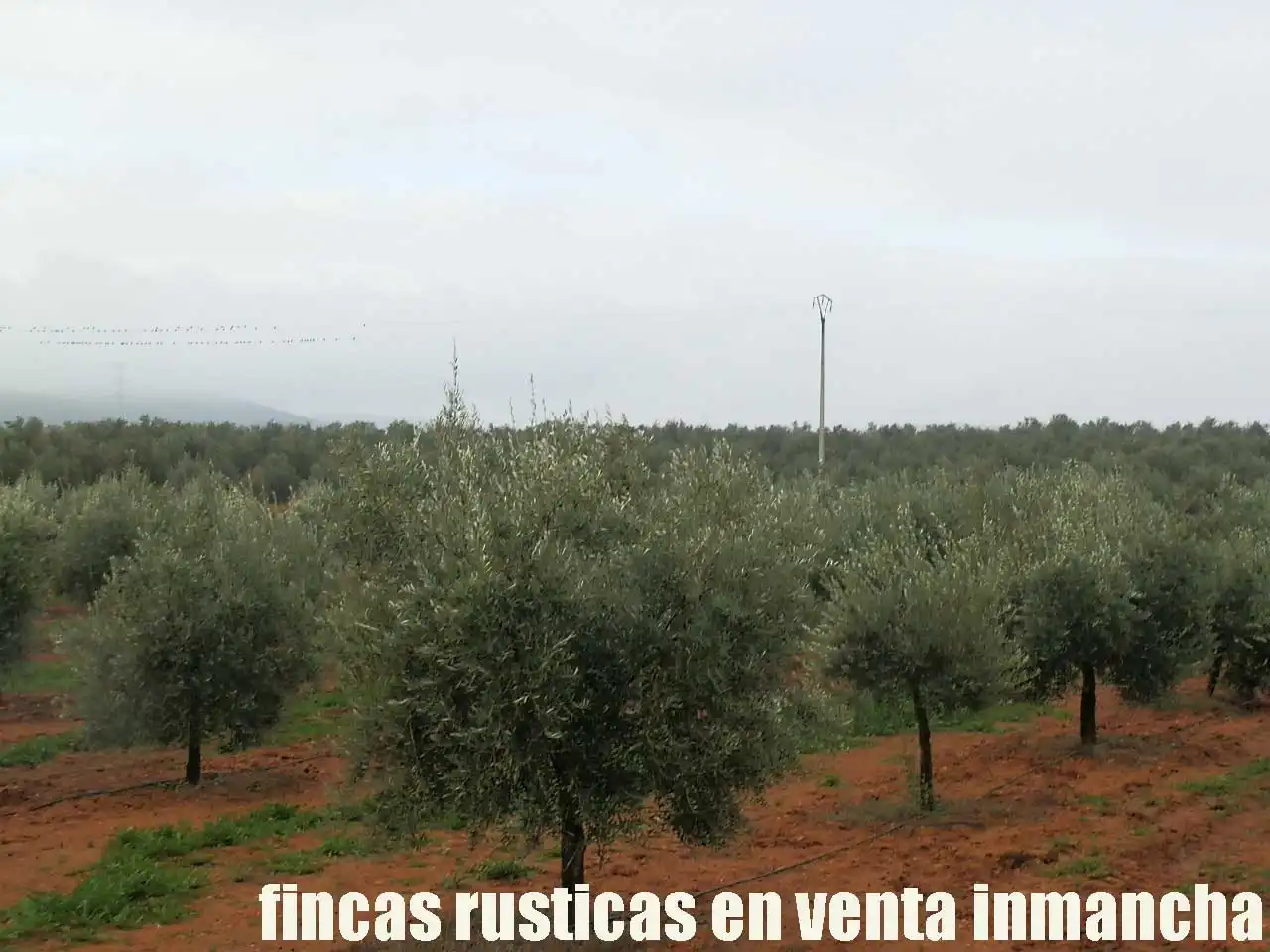 Terreno rústico en venta en Moral de Calatrava, imagen 6