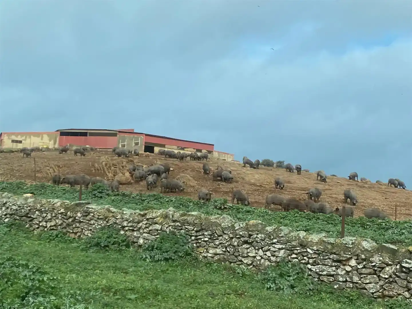 Exterior view of Land for sale in Medina de las Torres