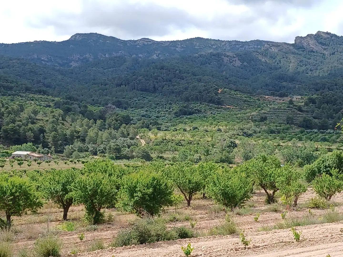 Rural land for sale in Corbera d'Ebre, imagen 8