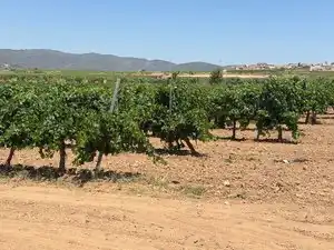 Terreno en venta en Banyeres del Penedès