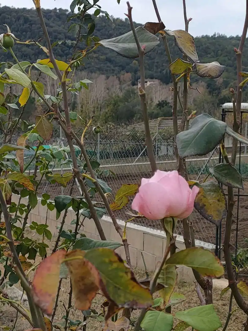 Jardí de Casa o xalet en venda en Sant Feliu de Buixalleu amb Aire condicionat, Calefacció i Terrassa