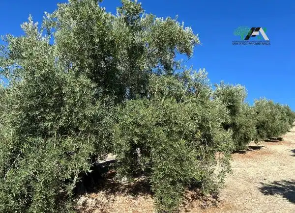 Terreni e lotti in vendita a Calle de la Magdalena, imagen 8