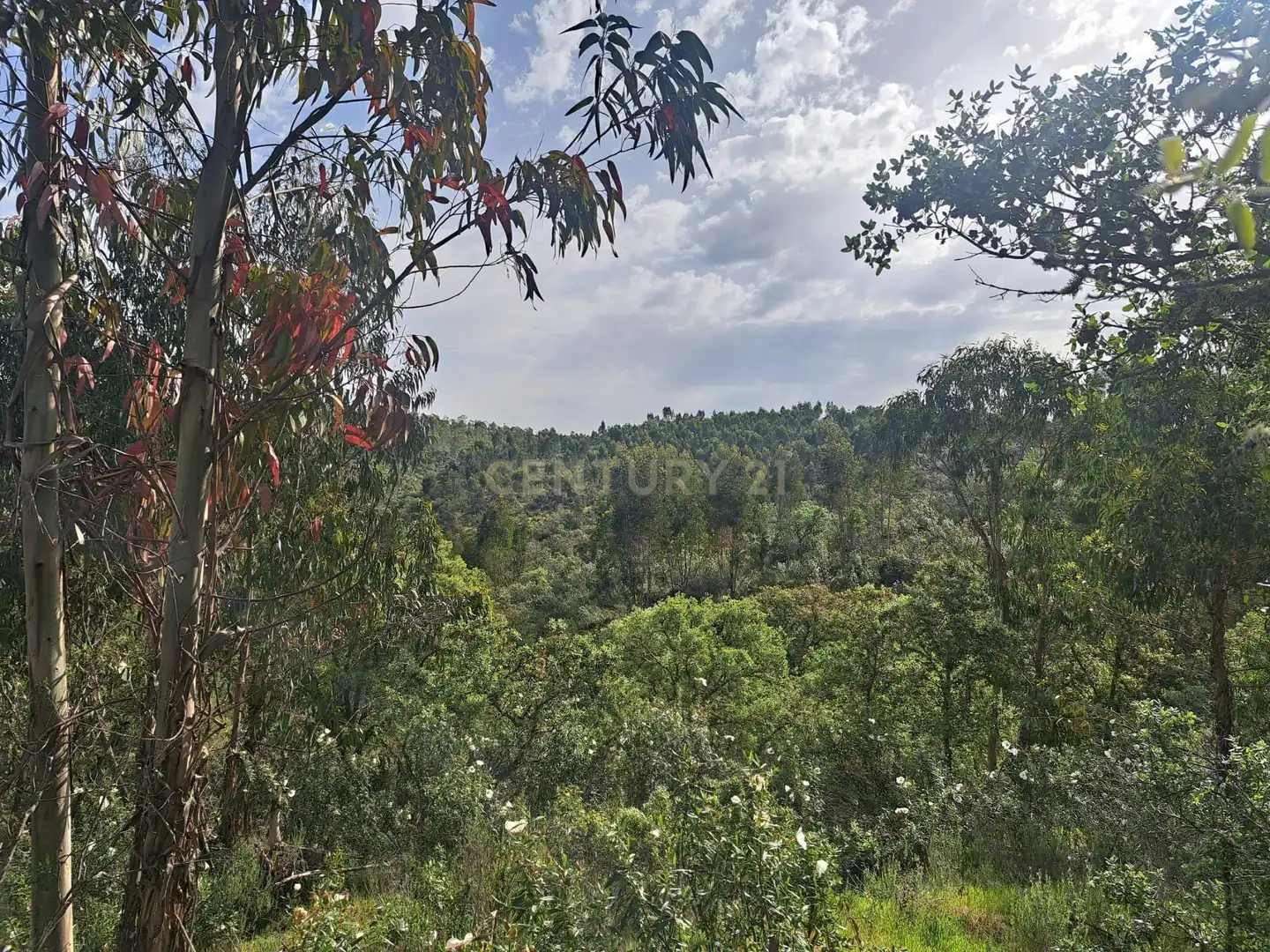 Terreno en venta en Herrera de Alcántara