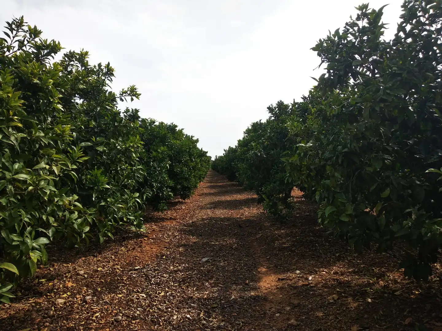 Rural land for sale in Pueblo, imagen 25