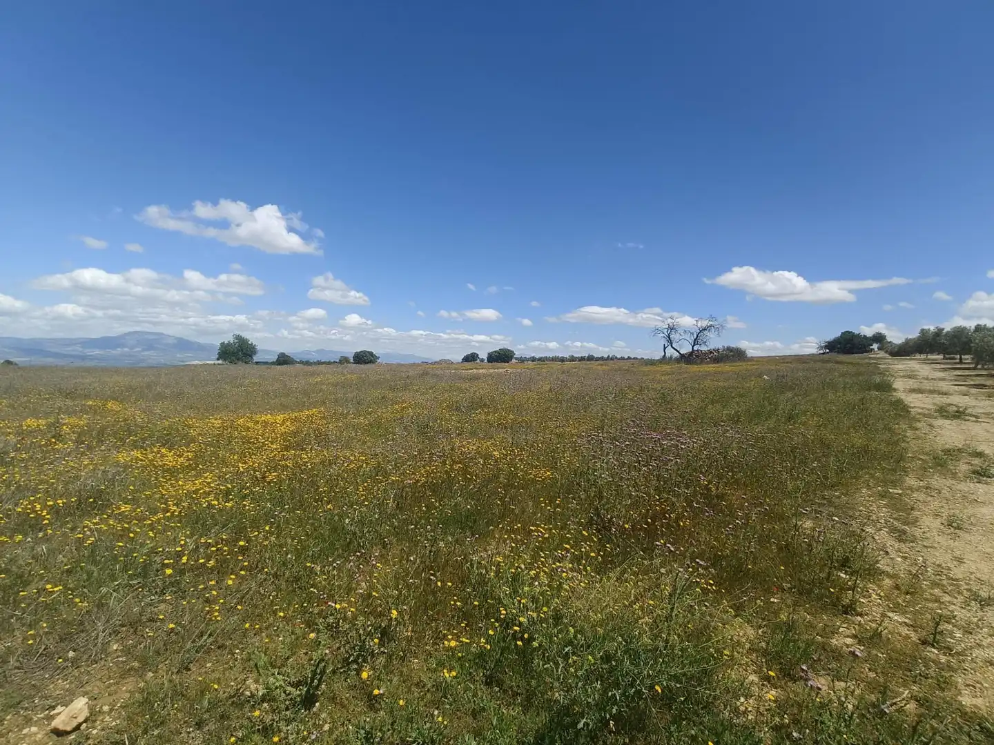 Finca rústica en venta en Salar
