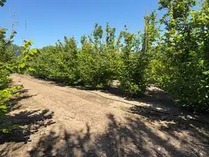 Terreno rustico in vendita a Avinguda de Reus 10, imagen 7