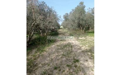 Finca rústica en venda en Chiclana de la Frontera