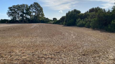 Foto 3 de Finca rústica en venda a El Almedral, Cádiz