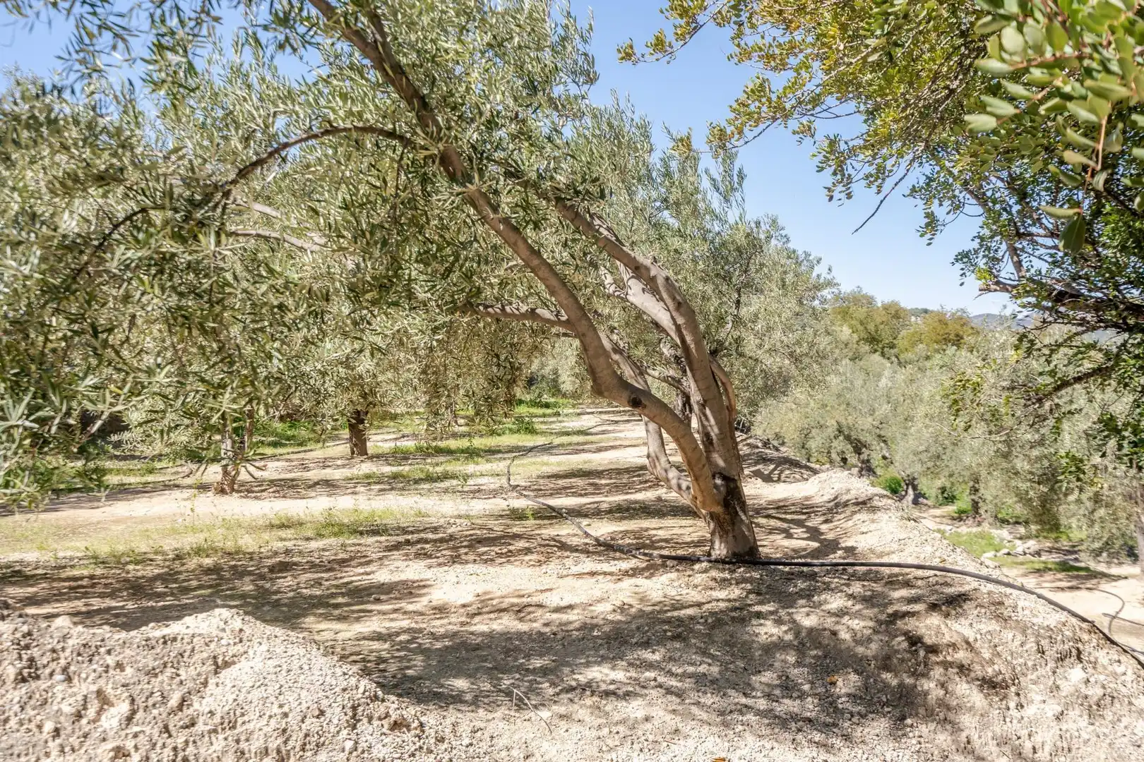 Land for sale in El Pinar