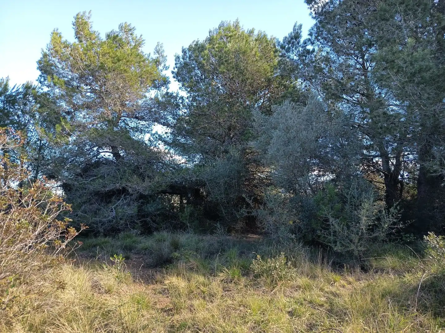 Finca rústica en venda en Ulldecona