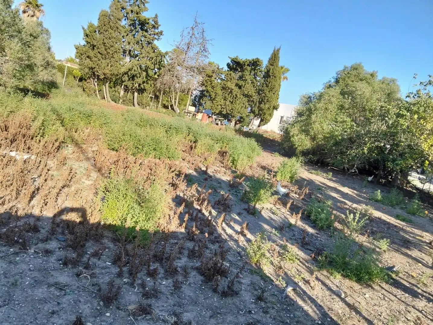 Casa o xalet en venda en Chiclana de la Frontera amb Traster