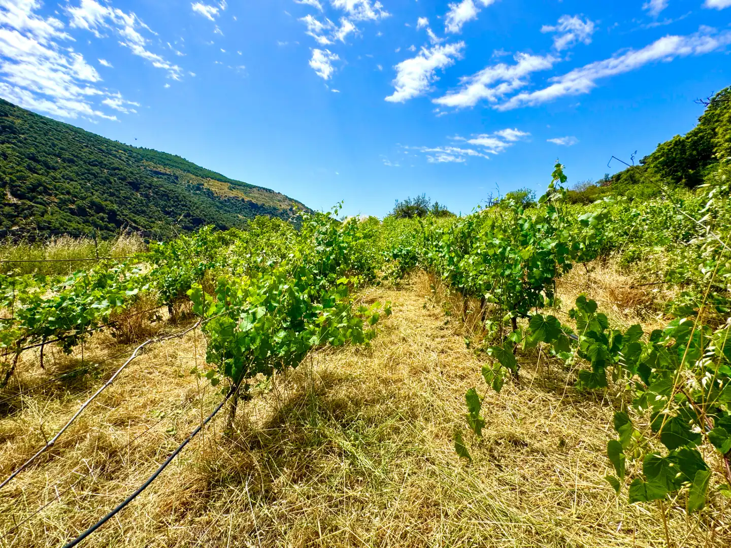 Terreni e lotti in vendita a Alpujarra de la Sierra, imagen 7