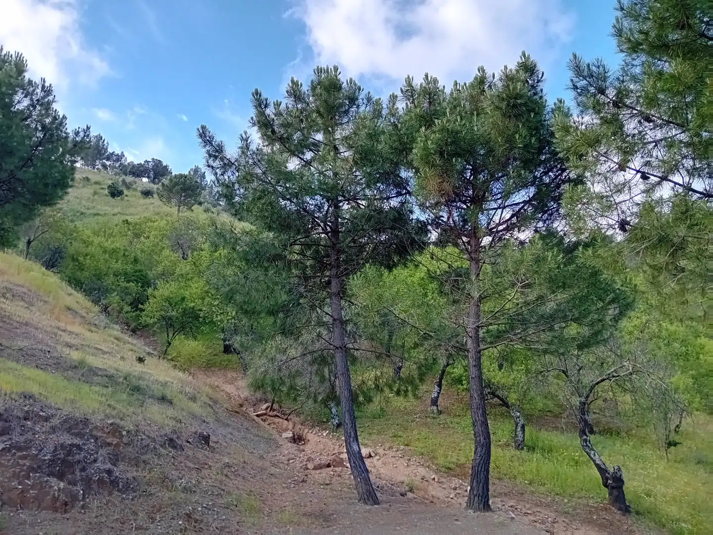 Terreno rustico in vendita a Monda, imagen 7