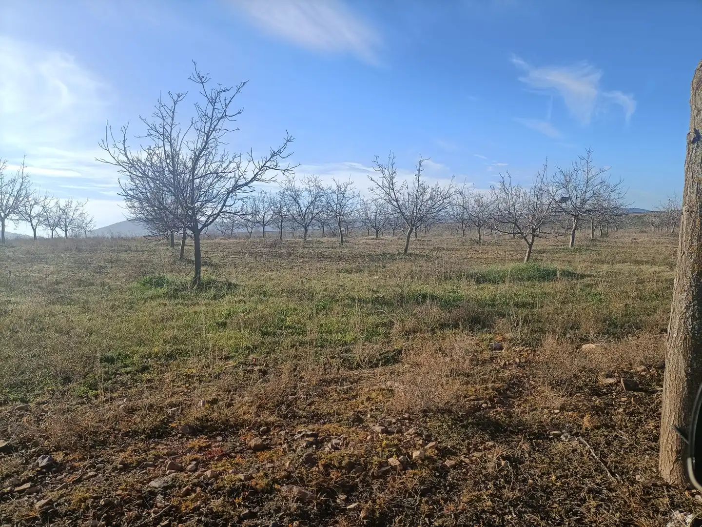 Terreno en venta en Manzaneque