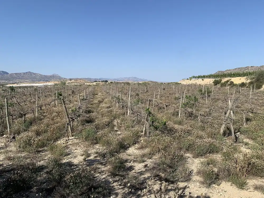 Terreno residencial en venta en Monforte del Cid, imagen 9