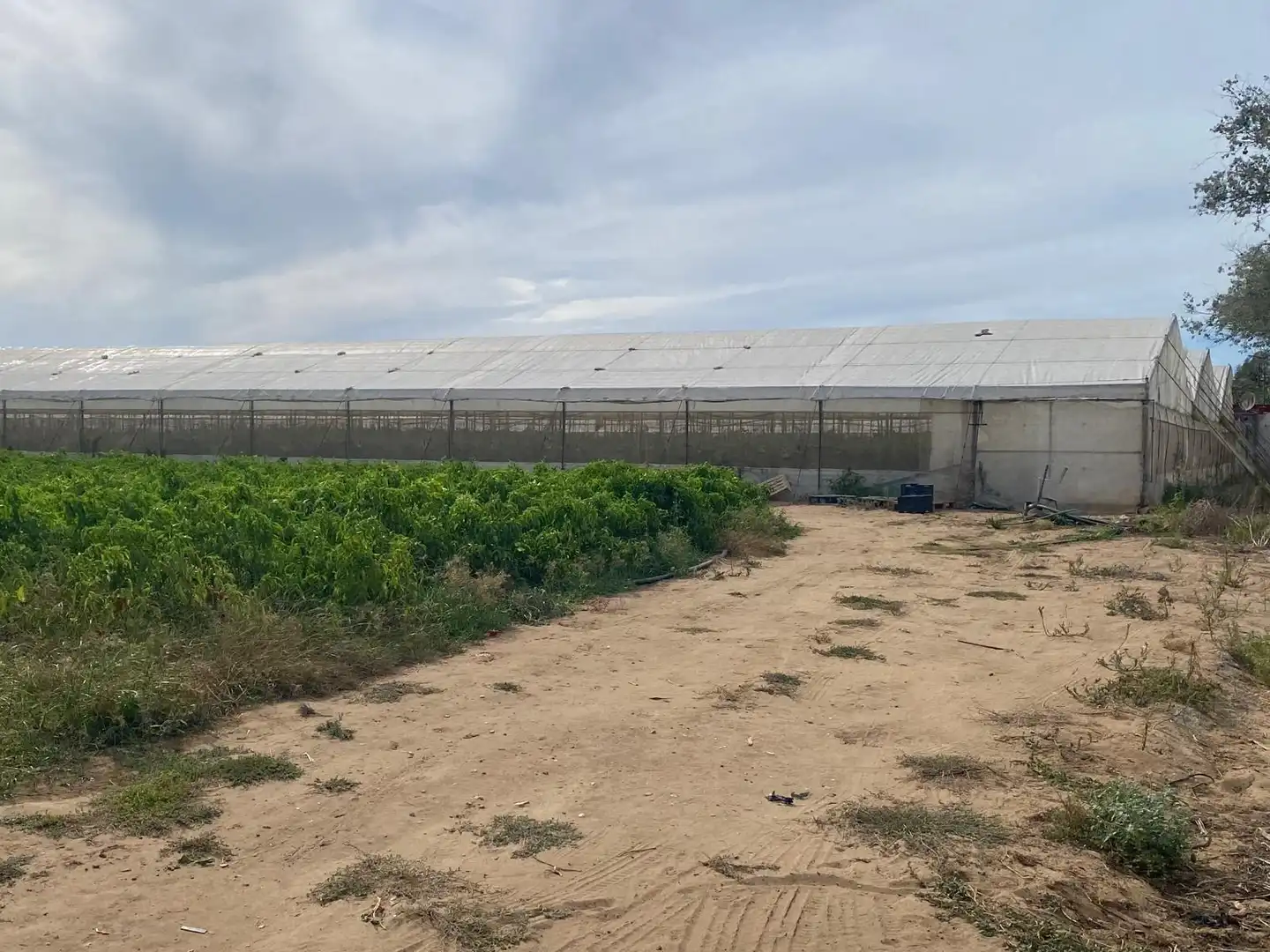 Terreno rustico in vendita a Barbate ciudad, imagen 2