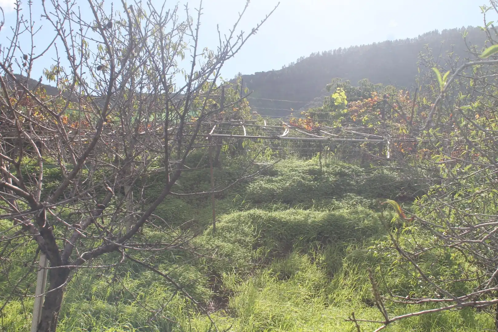 Terreny rústic en venda a Valsequillo de Gran Canaria, imagen 14