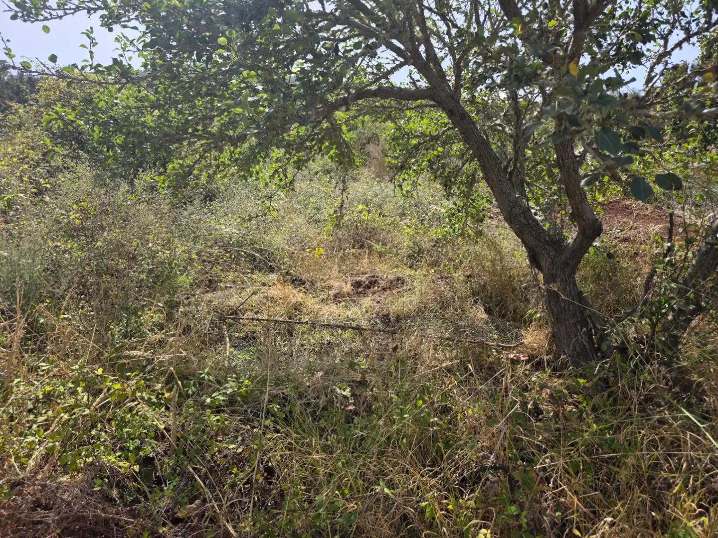 Rural land for sale in Camino las Peñuelas 11, imagen 33